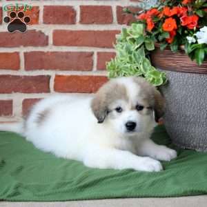 Samantha, Great Pyrenees Puppy